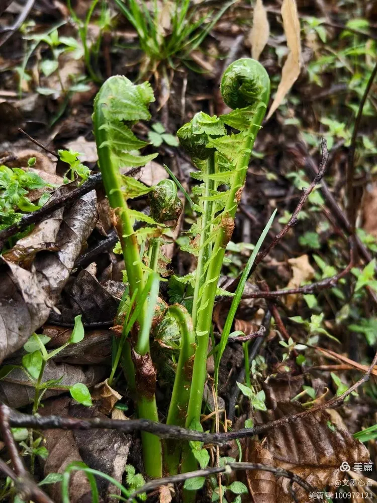黄瓜香,东北山野菜季1
